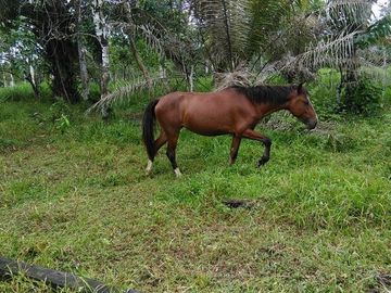 SE VENDE DE OPORTUNIDAD FINCA AGRÍCOLA EN PRODUCCIÓN 101 HAS.  DURENO - LAGO AGRIO - SUCUMBIOS - ECUADOR