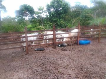 SE VENDE DE OPORTUNIDAD FINCA AGRÍCOLA EN PRODUCCIÓN 101 HAS.  DURENO - LAGO AGRIO - SUCUMBIOS - ECUADOR