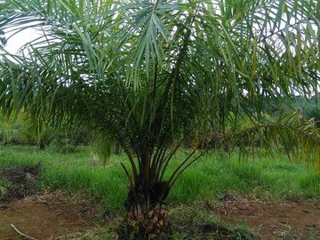 SE VENDE DE OPORTUNIDAD FINCA AGRÍCOLA EN PRODUCCIÓN 101 HAS.  DURENO - LAGO AGRIO - SUCUMBIOS - ECUADOR