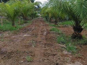 SE VENDE DE OPORTUNIDAD FINCA AGRÍCOLA EN PRODUCCIÓN 101 HAS.  DURENO - LAGO AGRIO - SUCUMBIOS - ECUADOR