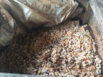SE VENDE DE OPORTUNIDAD FINCA AGRÍCOLA CACAOTERA EN PRODUCCIÓN 42 HAS. SANTA ELVIRA - QUININDE – ESMERALDAS - ECUADOR