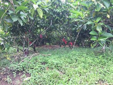SE VENDE DE OPORTUNIDAD FINCA AGRÍCOLA CACAOTERA EN PRODUCCIÓN 42 HAS. SANTA ELVIRA - QUININDE – ESMERALDAS - ECUADOR