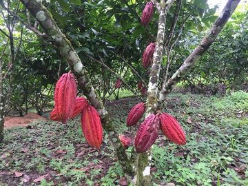 SE VENDE DE OPORTUNIDAD FINCA AGRÍCOLA CACAOTERA EN PRODUCCIÓN 42 HAS. SANTA ELVIRA - QUININDE – ESMERALDAS - ECUADOR