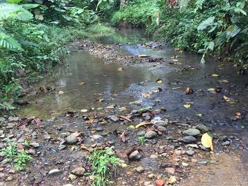 SE VENDE DE OPORTUNIDAD FINCA AGRÍCOLA CACAOTERA EN PRODUCCIÓN 42 HAS. SANTA ELVIRA - QUININDE – ESMERALDAS - ECUADOR