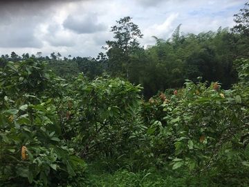 SE VENDE DE OPORTUNIDAD FINCA AGRÍCOLA CACAOTERA EN PRODUCCIÓN 42 HAS. SANTA ELVIRA - QUININDE – ESMERALDAS - ECUADOR
