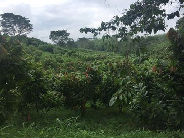 SE VENDE DE OPORTUNIDAD FINCA AGRÍCOLA CACAOTERA EN PRODUCCIÓN 42 HAS. SANTA ELVIRA - QUININDE – ESMERALDAS - ECUADOR
