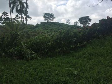 SE VENDE DE OPORTUNIDAD FINCA AGRÍCOLA CACAOTERA EN PRODUCCIÓN 42 HAS. SANTA ELVIRA - QUININDE – ESMERALDAS - ECUADOR