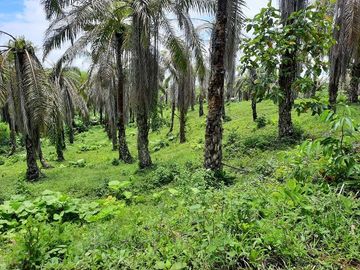 SE VENDE DE OPORTUNIDAD FINCA AGRÍCOLA CACAOTERA EN PRODUCCIÓN 42 HAS. SANTA ELVIRA - QUININDE – ESMERALDAS - ECUADOR