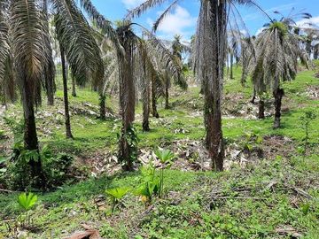 SE VENDE DE OPORTUNIDAD FINCA AGRÍCOLA CACAOTERA EN PRODUCCIÓN 42 HAS. SANTA ELVIRA - QUININDE – ESMERALDAS - ECUADOR