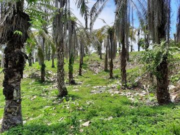 SE VENDE DE OPORTUNIDAD FINCA AGRÍCOLA CACAOTERA EN PRODUCCIÓN 42 HAS. SANTA ELVIRA - QUININDE – ESMERALDAS - ECUADOR