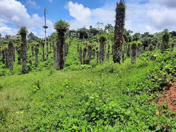SE VENDE DE OPORTUNIDAD FINCA AGRÍCOLA CACAOTERA EN PRODUCCIÓN 42 HAS. SANTA ELVIRA - QUININDE – ESMERALDAS - ECUADOR