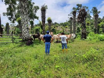 SE VENDE DE OPORTUNIDAD FINCA AGRÍCOLA CACAOTERA EN PRODUCCIÓN 42 HAS. SANTA ELVIRA - QUININDE – ESMERALDAS - ECUADOR