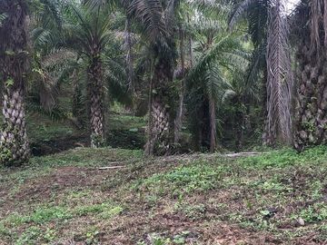 SE VENDE DE OPORTUNIDAD FINCA AGRÍCOLA CACAOTERA EN PRODUCCIÓN 42 HAS. SANTA ELVIRA - QUININDE – ESMERALDAS - ECUADOR