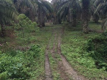 SE VENDE DE OPORTUNIDAD FINCA AGRÍCOLA CACAOTERA EN PRODUCCIÓN 42 HAS. SANTA ELVIRA - QUININDE – ESMERALDAS - ECUADOR