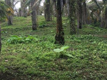 SE VENDE DE OPORTUNIDAD FINCA AGRÍCOLA CACAOTERA EN PRODUCCIÓN 42 HAS. SANTA ELVIRA - QUININDE – ESMERALDAS - ECUADOR