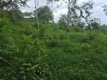 SE VENDE DE OPORTUNIDAD FINCA AGRÍCOLA CACAOTERA EN PRODUCCIÓN 42 HAS. SANTA ELVIRA - QUININDE – ESMERALDAS - ECUADOR