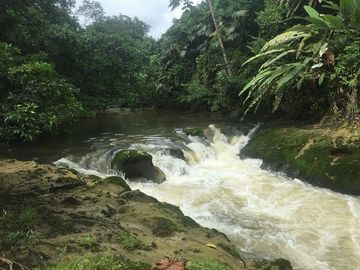 SE VENDE DE OPORTUNIDAD FINCA AGRÍCOLA CACAOTERA EN PRODUCCIÓN 42 HAS. SANTA ELVIRA - QUININDE – ESMERALDAS - ECUADOR