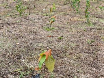 SE VENDE FINCA AGRÍCOLA 5,6 HECTAREAS,  PUERTO QUITO – PICHINCHA - ECUADOR