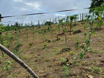 SE VENDE FINCA AGRÍCOLA 5,6 HECTAREAS,  PUERTO QUITO – PICHINCHA - ECUADOR