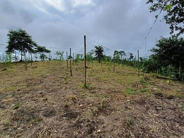 SE VENDE FINCA AGRÍCOLA 5,6 HECTAREAS,  PUERTO QUITO – PICHINCHA - ECUADOR