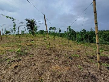 SE VENDE FINCA AGRÍCOLA 5,6 HECTAREAS,  PUERTO QUITO – PICHINCHA - ECUADOR