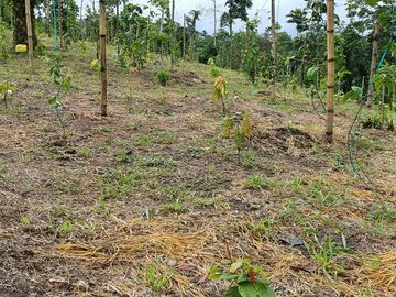 SE VENDE FINCA AGRÍCOLA 5,6 HECTAREAS,  PUERTO QUITO – PICHINCHA - ECUADOR