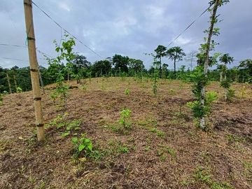 SE VENDE FINCA AGRÍCOLA 5,6 HECTAREAS,  PUERTO QUITO – PICHINCHA - ECUADOR
