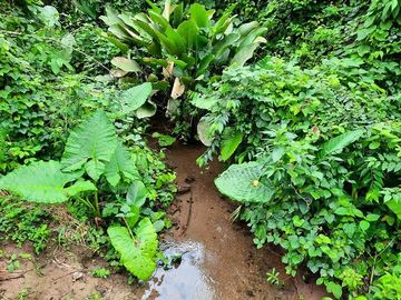 SE VENDE FINCA AGRÍCOLA 5,6 HECTAREAS,  PUERTO QUITO – PICHINCHA - ECUADOR