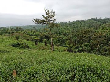 SE VENDE FINCA (PALMA AFRICANA MUERTA) 76,68 HAS.  MALIMPIA – QUININDÉ – ESMERALDAS - ECUADOR