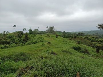 SE VENDE FINCA (PALMA AFRICANA MUERTA) 76,68 HAS.  MALIMPIA – QUININDÉ – ESMERALDAS - ECUADOR