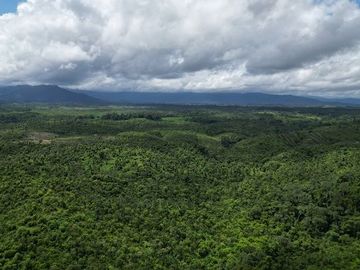 SE VENDE FINCA (PALMA AFRICANA MUERTA) 76,68 HAS.  MALIMPIA – QUININDÉ – ESMERALDAS - ECUADOR
