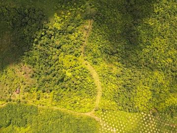 SE VENDE FINCA (PALMA AFRICANA MUERTA) 76,68 HAS.  MALIMPIA – QUININDÉ – ESMERALDAS - ECUADOR
