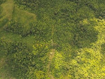 SE VENDE FINCA (PALMA AFRICANA MUERTA) 76,68 HAS.  MALIMPIA – QUININDÉ – ESMERALDAS - ECUADOR