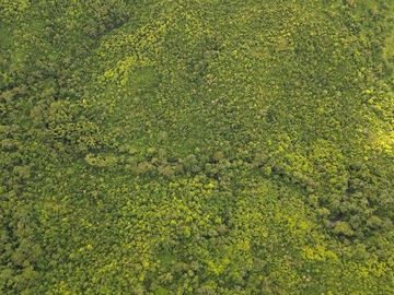 SE VENDE FINCA (PALMA AFRICANA MUERTA) 76,68 HAS.  MALIMPIA – QUININDÉ – ESMERALDAS - ECUADOR