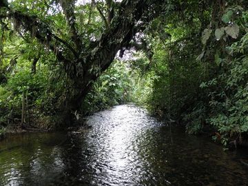 SE VENDE FINCA (PALMA AFRICANA MUERTA) 76,68 HAS.  MALIMPIA – QUININDÉ – ESMERALDAS - ECUADOR