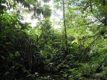 SE VENDE FINCA (PALMA AFRICANA MUERTA) 76,68 HAS.  MALIMPIA – QUININDÉ – ESMERALDAS - ECUADOR