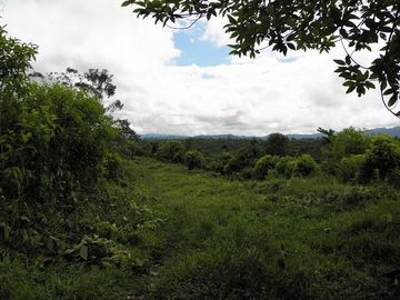 SE VENDE FINCA (PALMA AFRICANA MUERTA) 76,68 HAS.  MALIMPIA – QUININDÉ – ESMERALDAS - ECUADOR