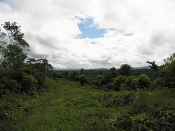 SE VENDE FINCA (PALMA AFRICANA MUERTA) 76,68 HAS.  MALIMPIA – QUININDÉ – ESMERALDAS - ECUADOR