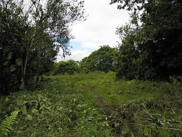 SE VENDE FINCA (PALMA AFRICANA MUERTA) 76,68 HAS.  MALIMPIA – QUININDÉ – ESMERALDAS - ECUADOR
