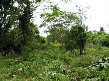 SE VENDE FINCA (PALMA AFRICANA MUERTA) 76,68 HAS.  MALIMPIA – QUININDÉ – ESMERALDAS - ECUADOR