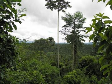 SE VENDE FINCA (PALMA AFRICANA MUERTA) 76,68 HAS.  MALIMPIA – QUININDÉ – ESMERALDAS - ECUADOR