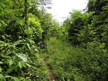 SE VENDE FINCA (PALMA AFRICANA MUERTA) 76,68 HAS.  MALIMPIA – QUININDÉ – ESMERALDAS - ECUADOR
