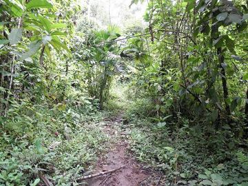 SE VENDE FINCA (PALMA AFRICANA MUERTA) 76,68 HAS.  MALIMPIA – QUININDÉ – ESMERALDAS - ECUADOR