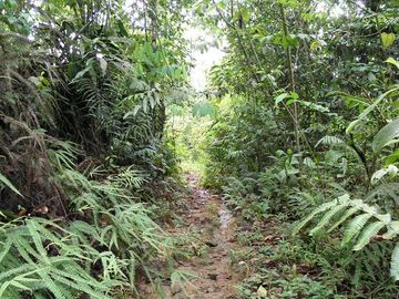 SE VENDE FINCA (PALMA AFRICANA MUERTA) 76,68 HAS.  MALIMPIA – QUININDÉ – ESMERALDAS - ECUADOR