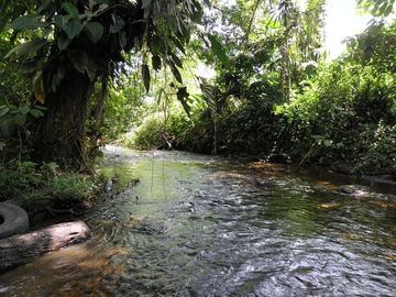 SE VENDE FINCA (PALMA AFRICANA MUERTA) 76,68 HAS.  MALIMPIA – QUININDÉ – ESMERALDAS - ECUADOR