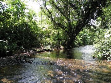 SE VENDE FINCA (PALMA AFRICANA MUERTA) 76,68 HAS.  MALIMPIA – QUININDÉ – ESMERALDAS - ECUADOR