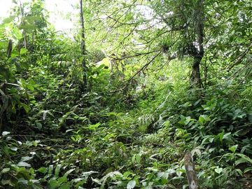 SE VENDE FINCA (PALMA AFRICANA MUERTA) 76,68 HAS.  MALIMPIA – QUININDÉ – ESMERALDAS - ECUADOR