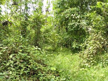 SE VENDE FINCA (PALMA AFRICANA MUERTA) 76,68 HAS.  MALIMPIA – QUININDÉ – ESMERALDAS - ECUADOR