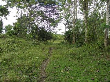 SE VENDE FINCA (PALMA AFRICANA MUERTA) 76,68 HAS.  MALIMPIA – QUININDÉ – ESMERALDAS - ECUADOR