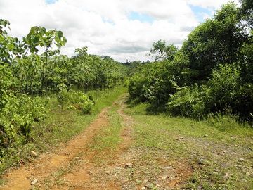 SE VENDE FINCA (PALMA AFRICANA MUERTA) 76,68 HAS.  MALIMPIA – QUININDÉ – ESMERALDAS - ECUADOR